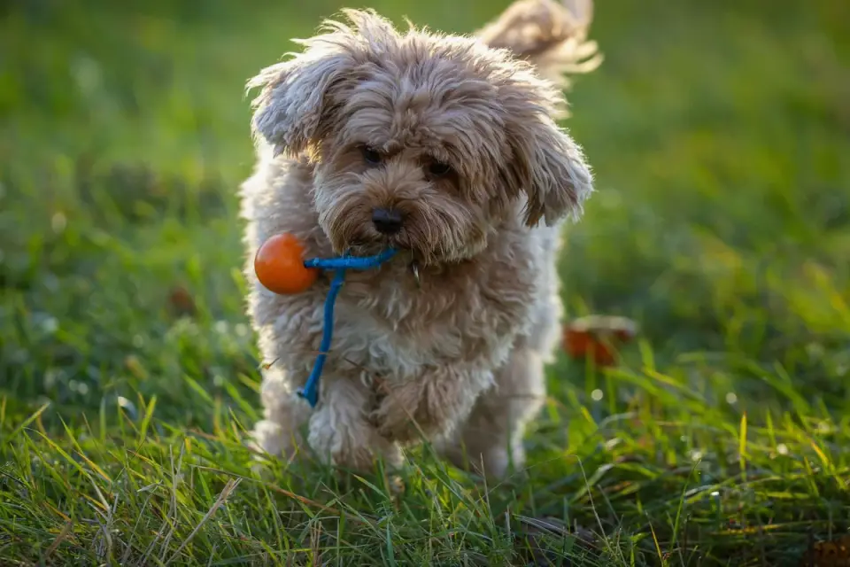 Dog playing with a rope toy