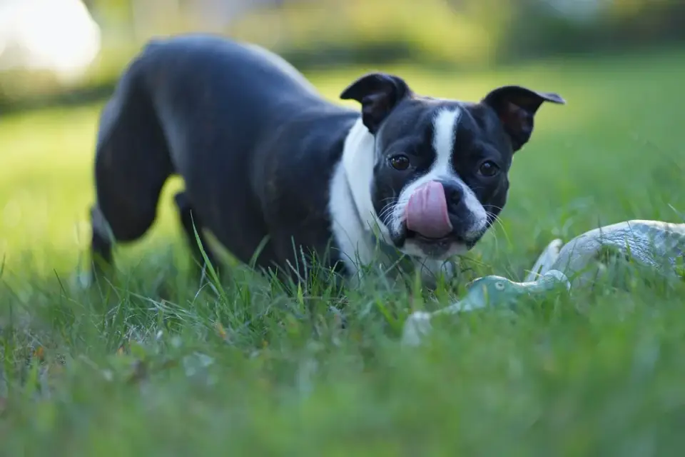 Dog playing with a rope toy