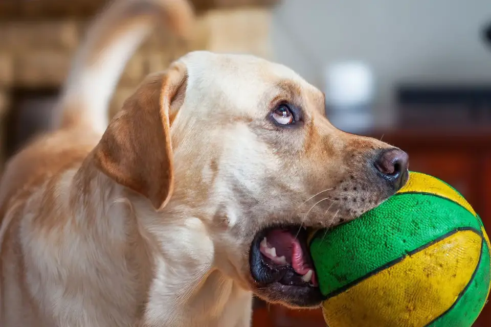 Dog playing with ball