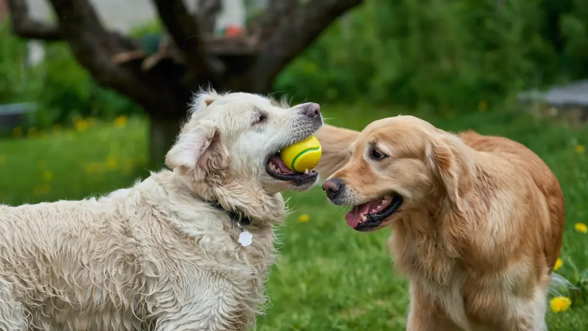 Dog playing with ball