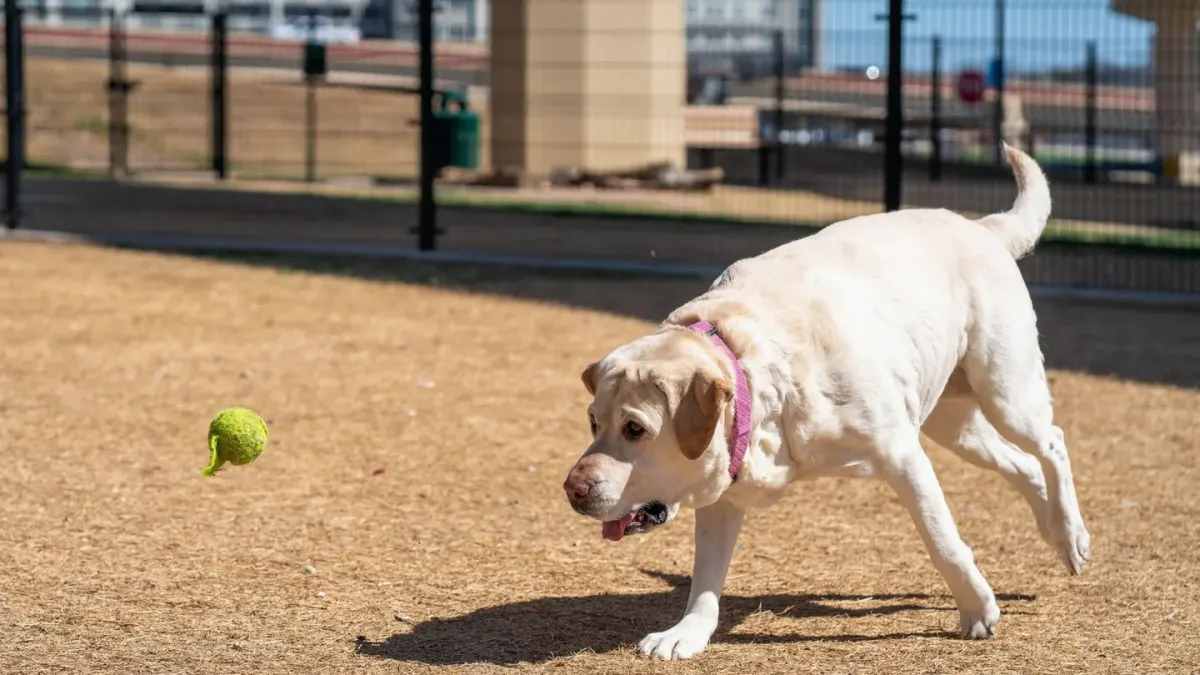 Dog playing with ball