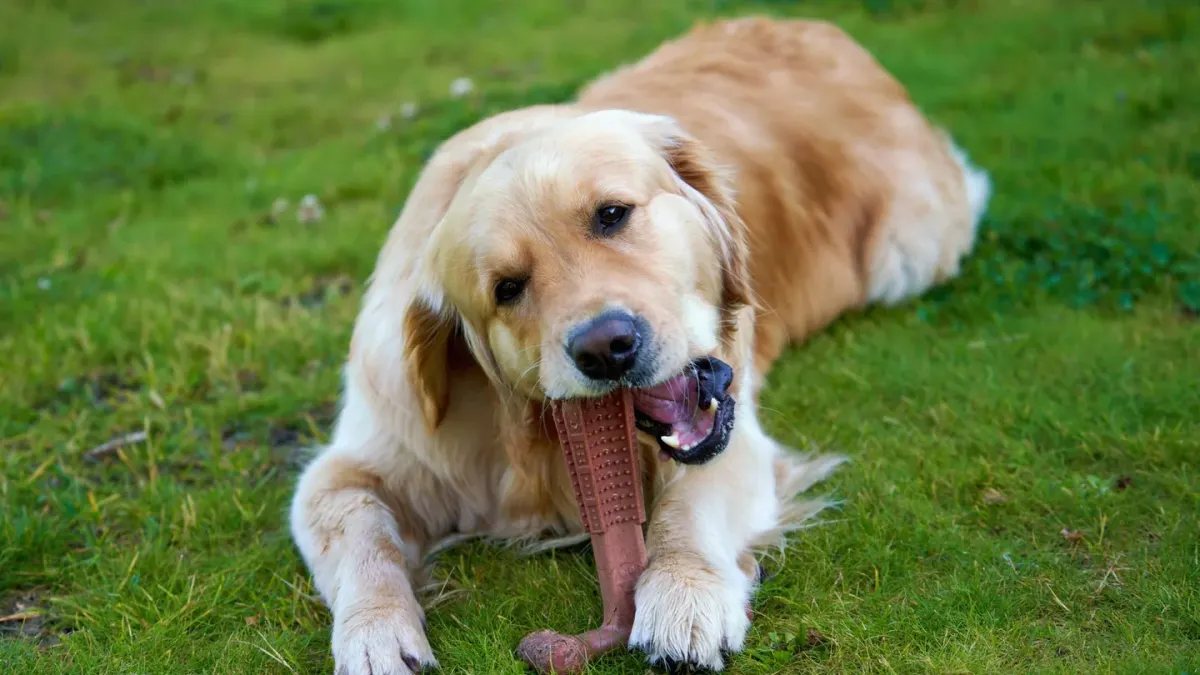 Dog playing with rope toy