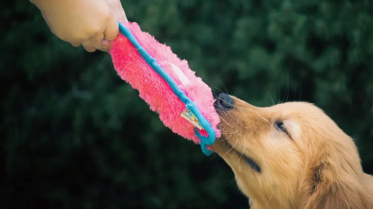 Dog playing with rope toy