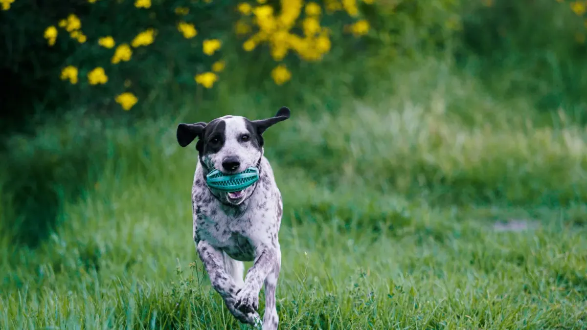 Dog playing with rope toy