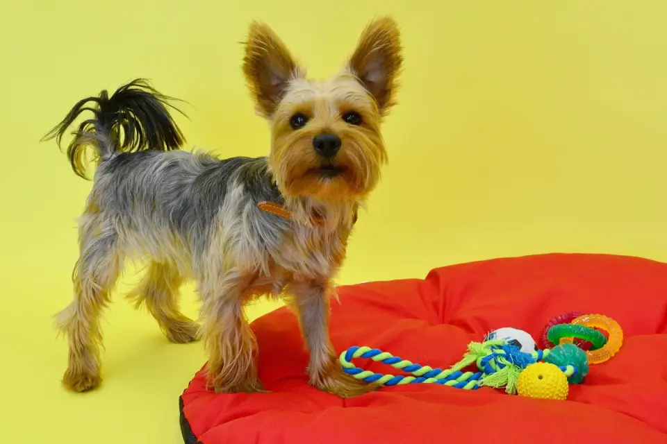 Dog playing with rope toy