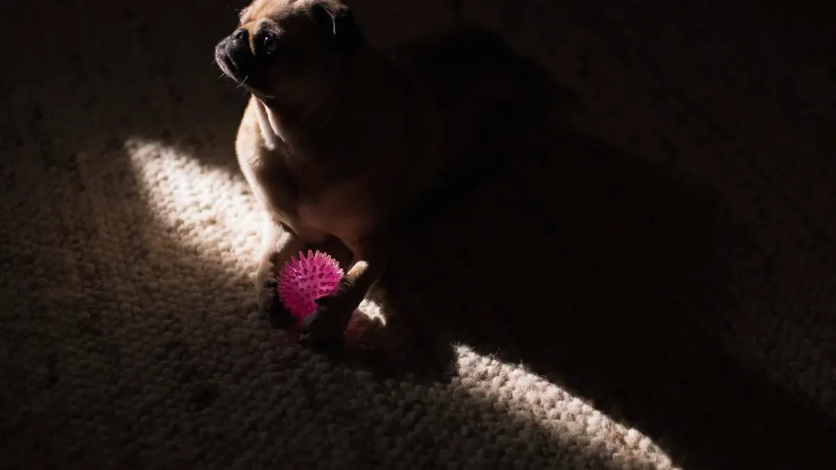 Dog playing with rope toy