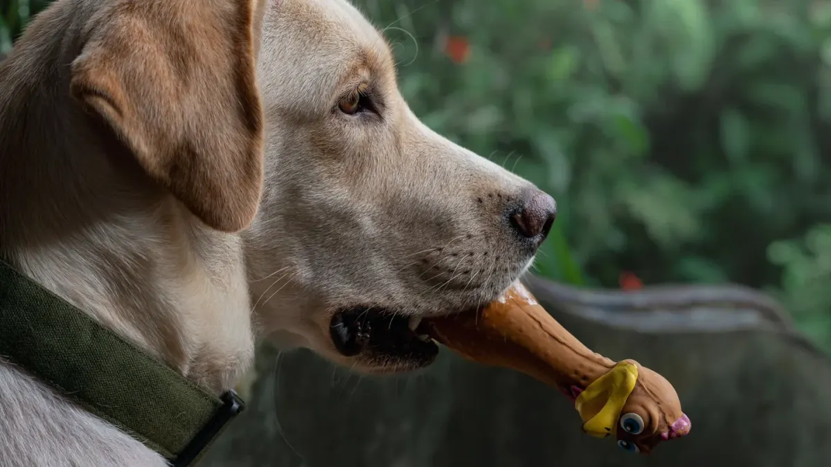 Dog playing with rope toy