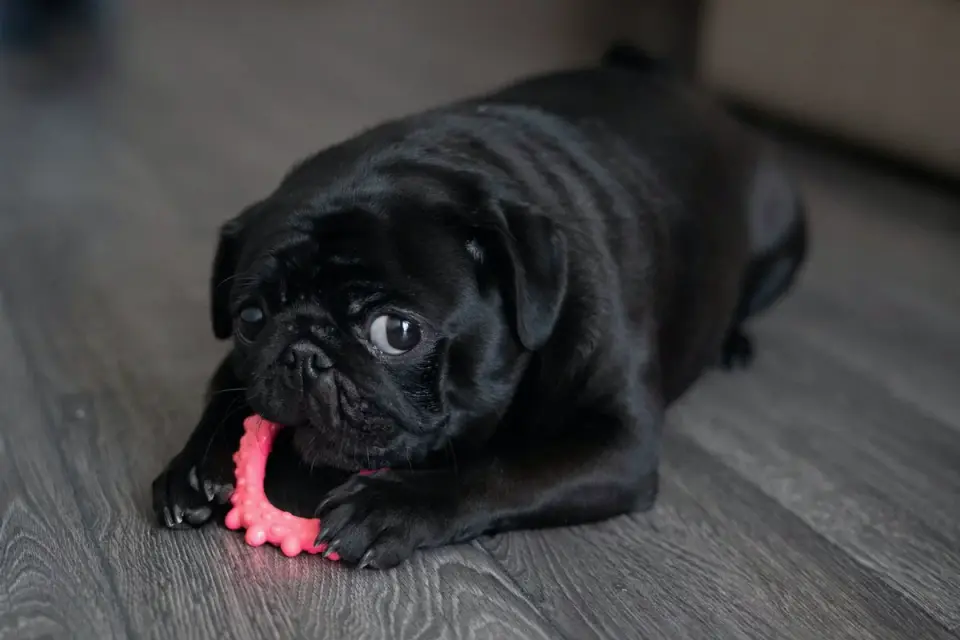 Dog playing with rope toy