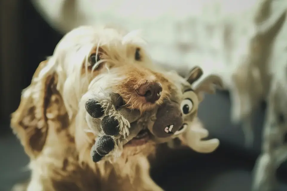 Dog playing with rope toy