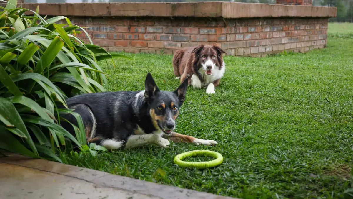 Dog playing with rope toy