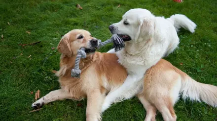 Dog playing with rope toy