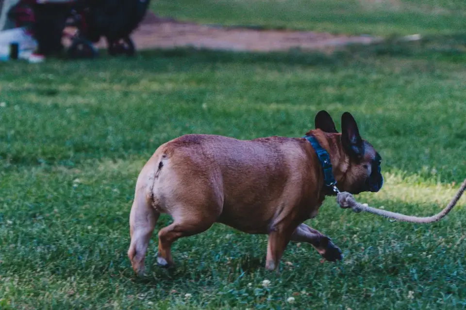 Dog playing with rope toy