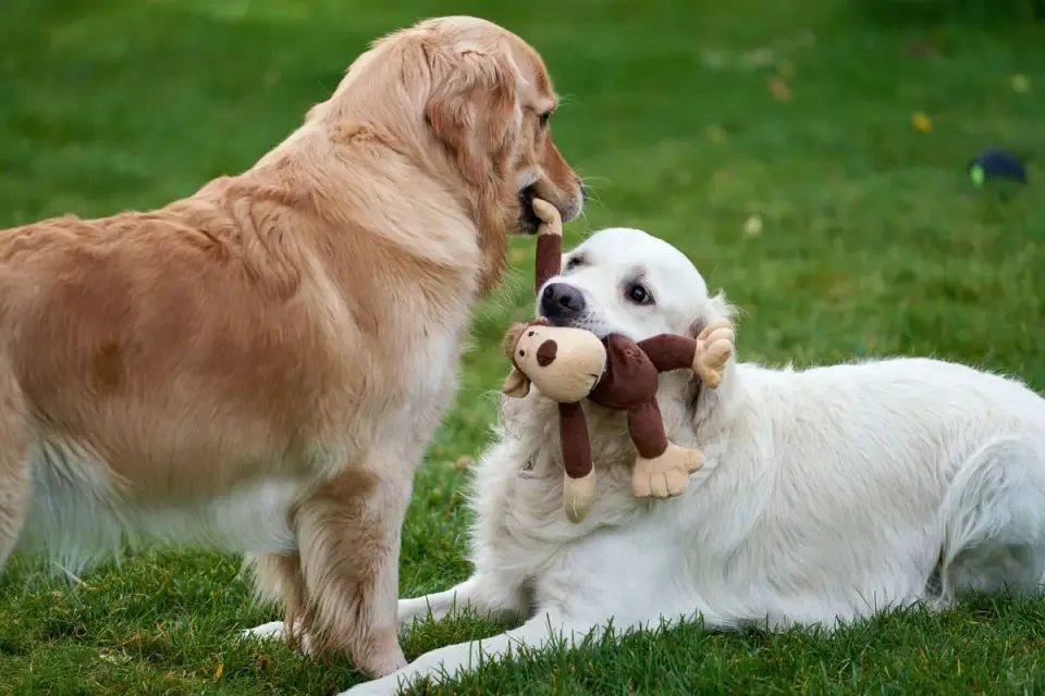 Dog playing with rope toy