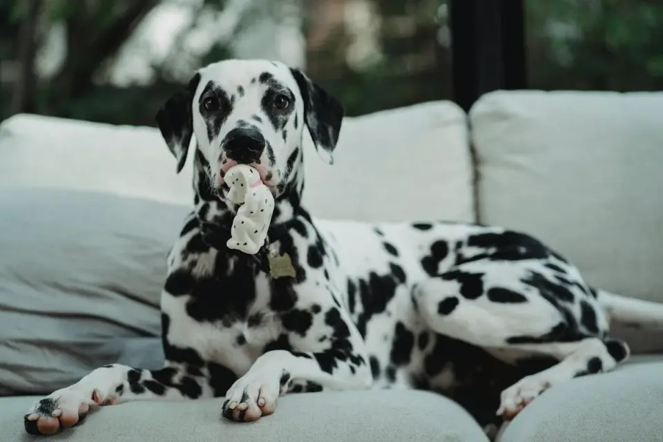 Dog playing with rope toy