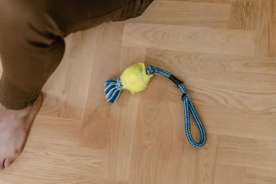 Dog playing with rope toy