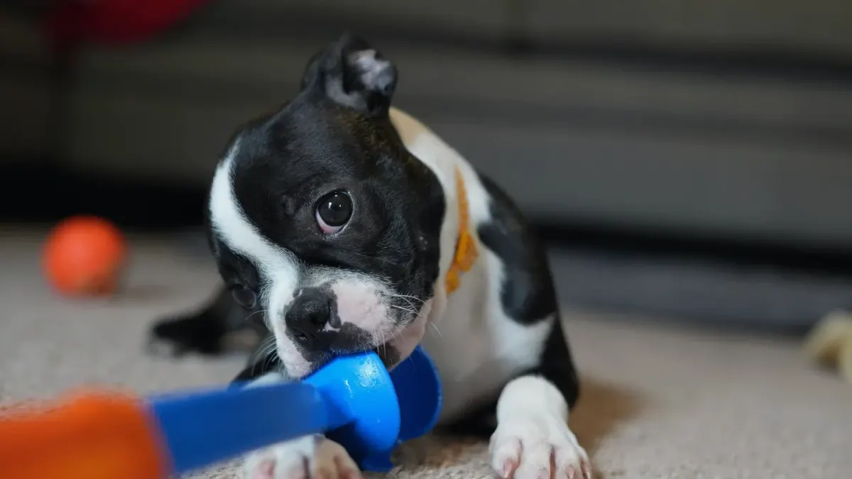 Dog playing with rope toy