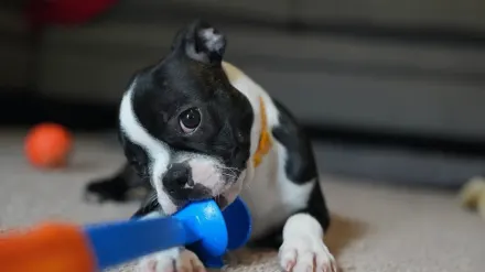 Dog playing with rope toy