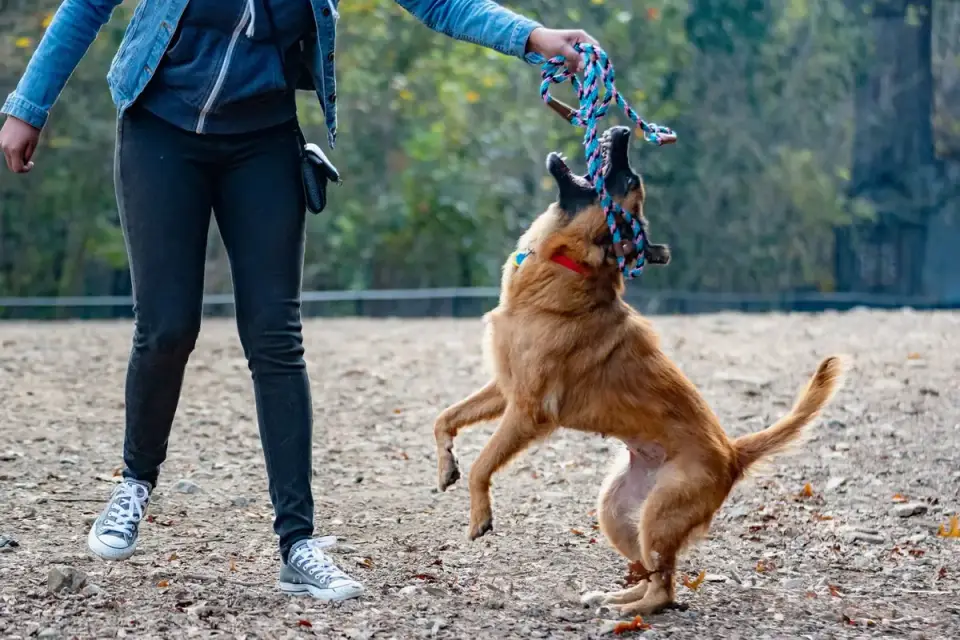 Dog playing with rope toy