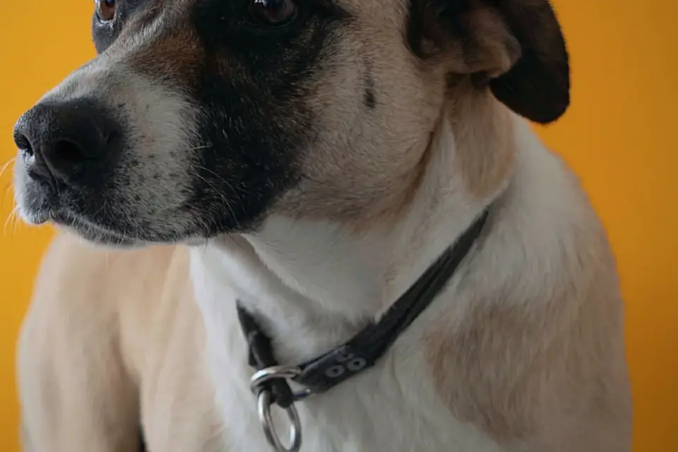 Dog portrait