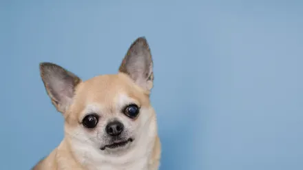 Dog portrait