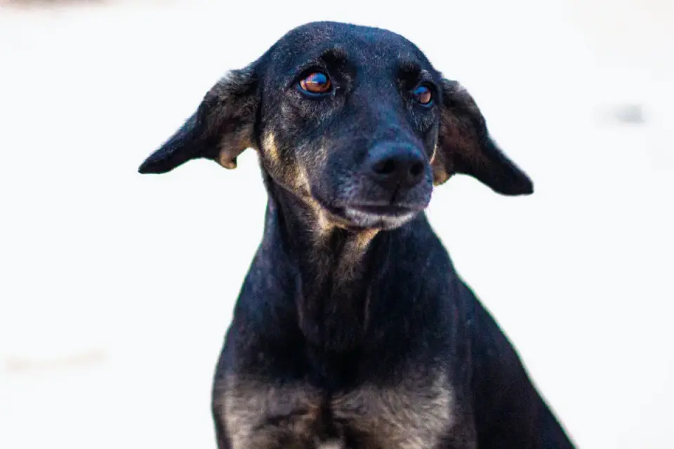 Dog portrait