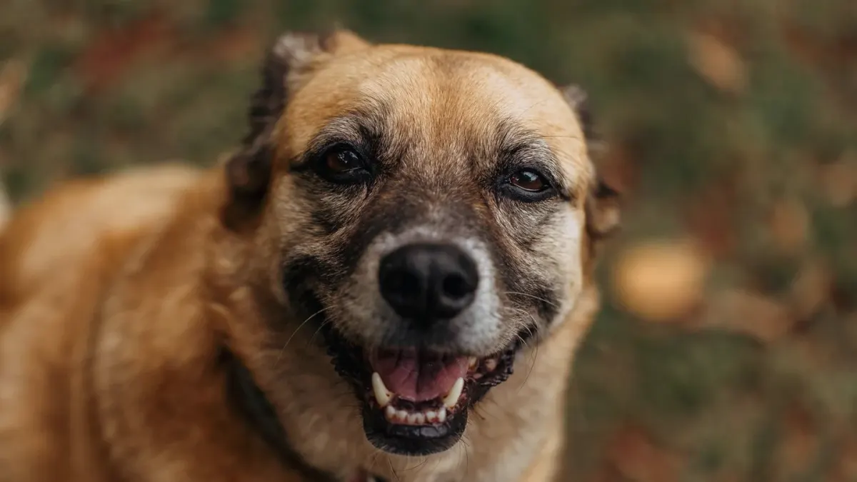 Dog portrait