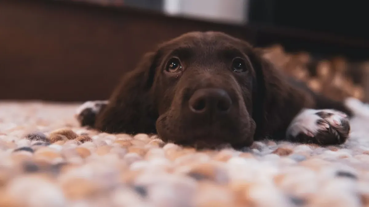 Dog relaxing on a rug