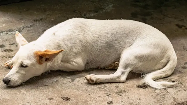 Dog resting after a walk