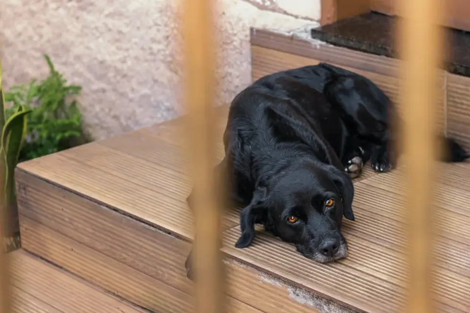 Dog resting at home