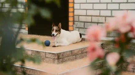 Dog resting at home