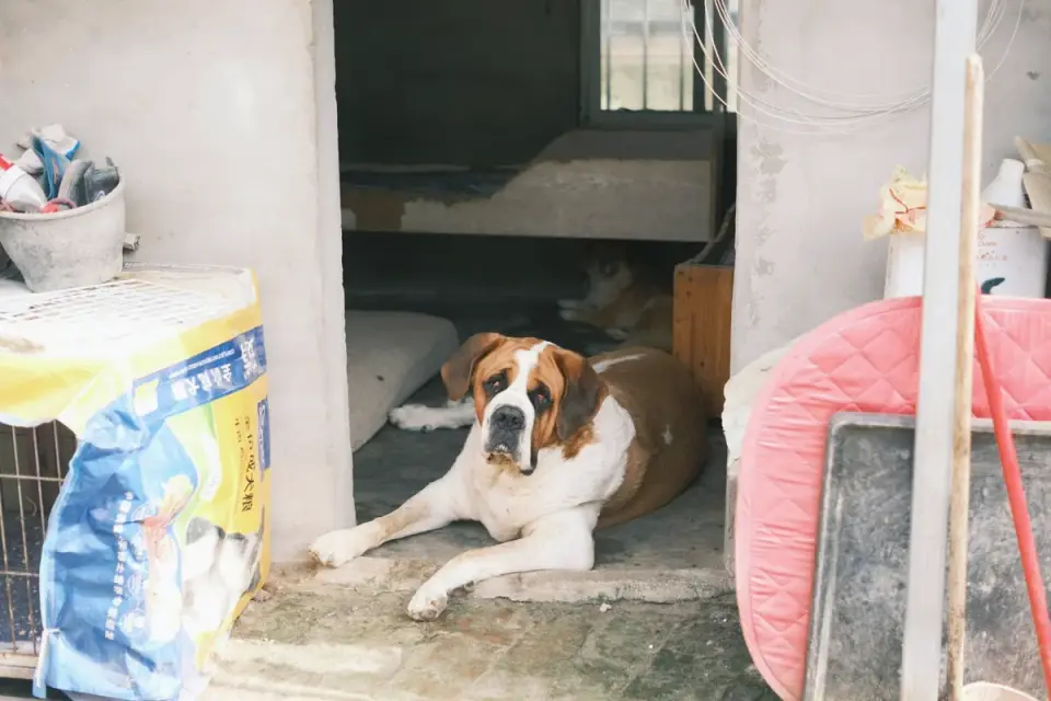 Dog resting at home