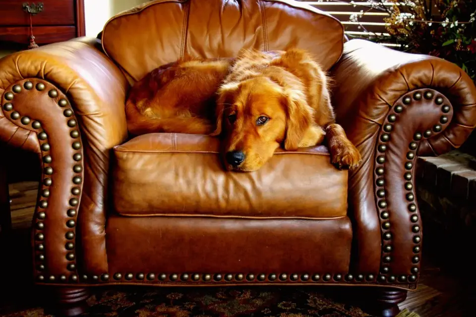Dog resting at home