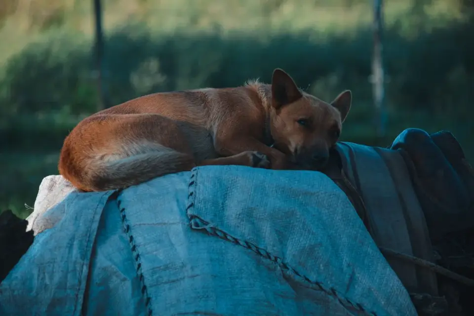 Dog resting at home