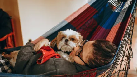 Dog resting at home