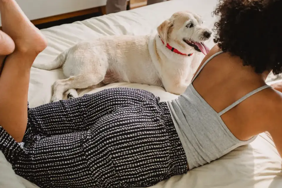 Dog resting beside an owner