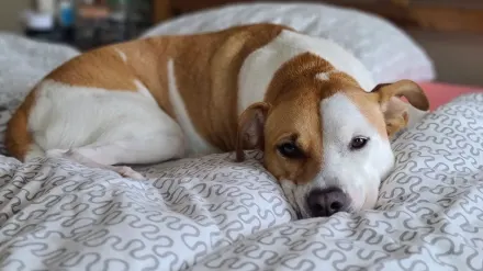 Dog resting in a bed