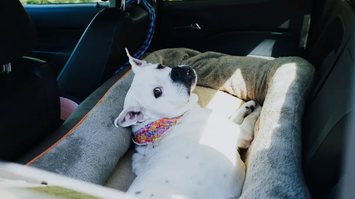 Dog resting in a bed