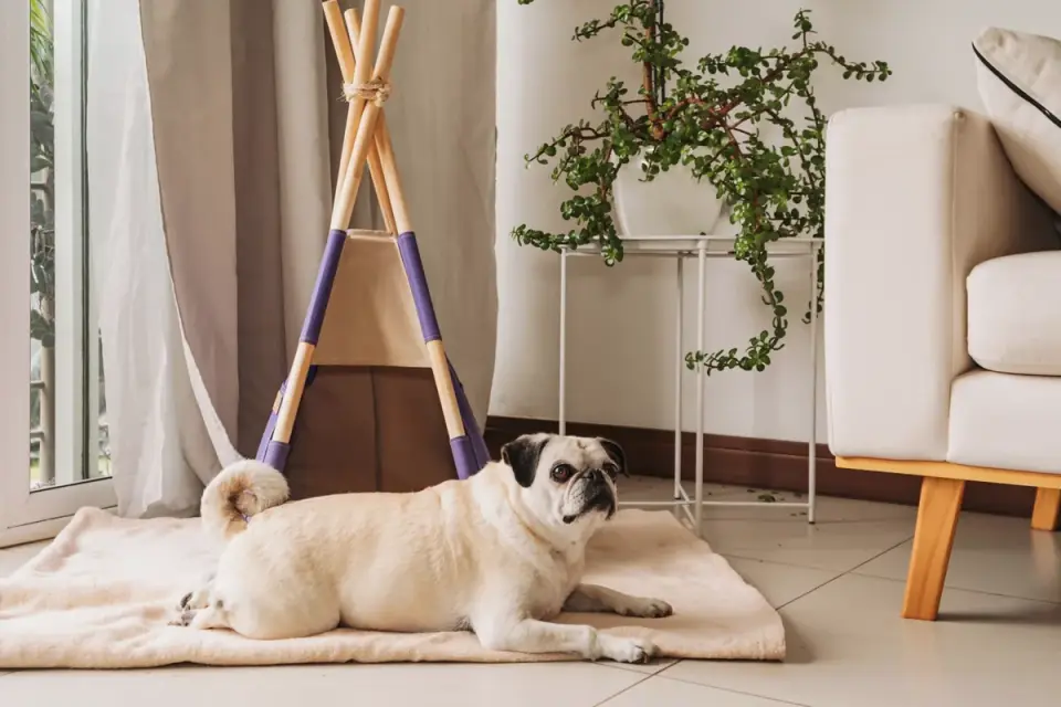 Dog resting living room