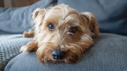 Dog resting on sofa