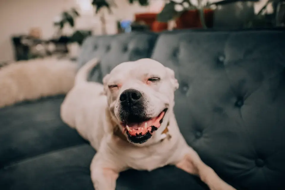 Dog resting on sofa