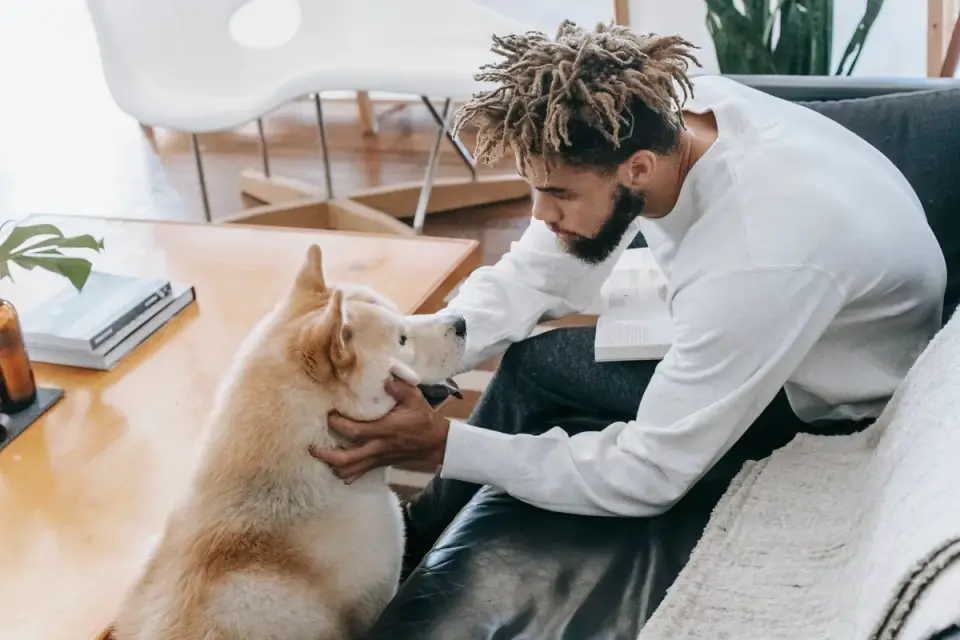 Dog resting with owner living room