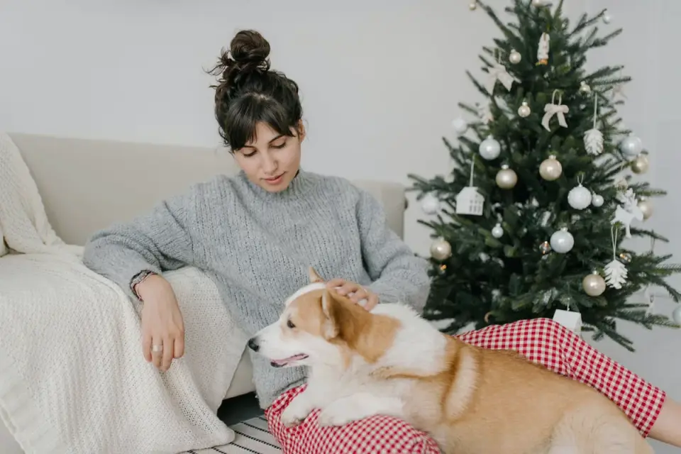 Dog resting with owner living room