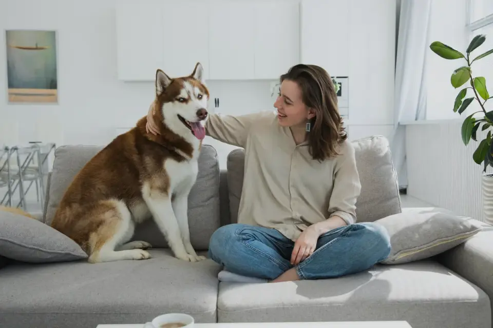 Dog resting with owner living room