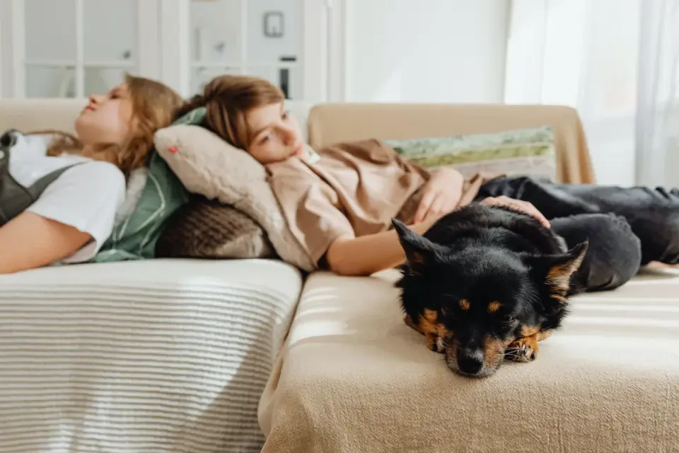 Dog resting with owner living room