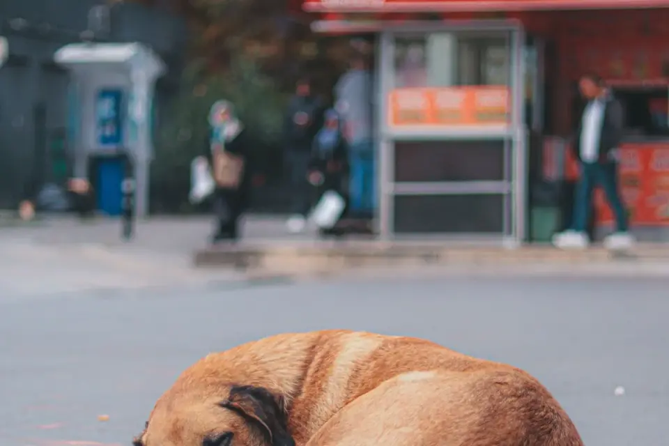 Dog sleeping in sunlight