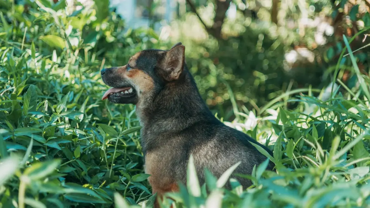 Dog sniffing grass
