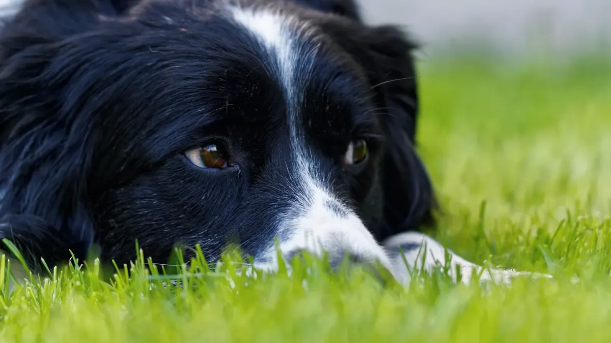 Dog sniffing grass