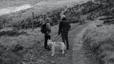 Dog traveling with an owner
