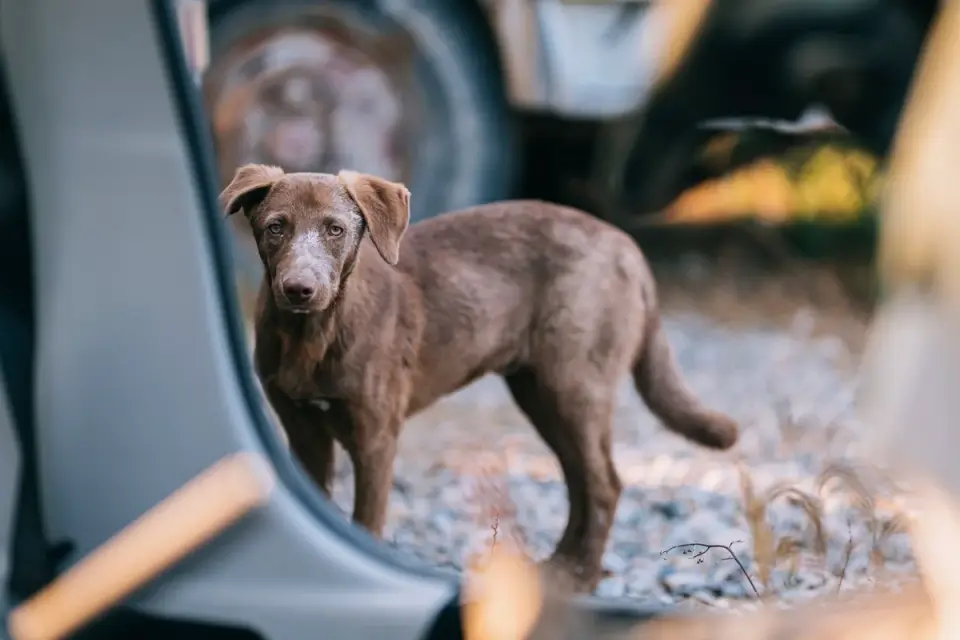 Dog waiting beside a bowl