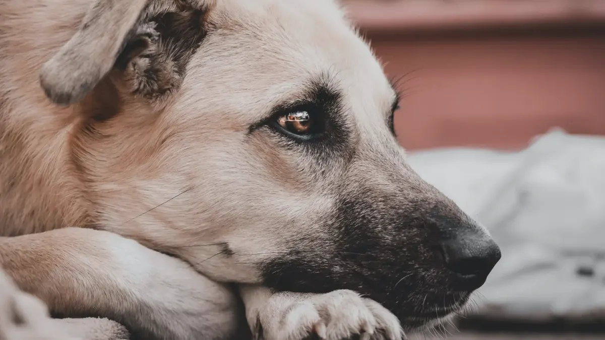 Dog waiting beside a bowl